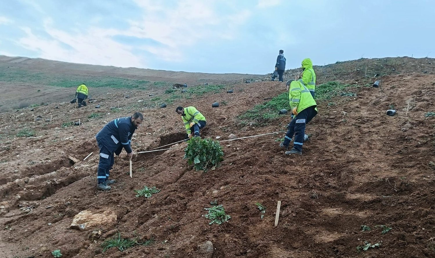 4 Bin 500 Sedir Ağacı, Gebze'de Toprakla Buluştu