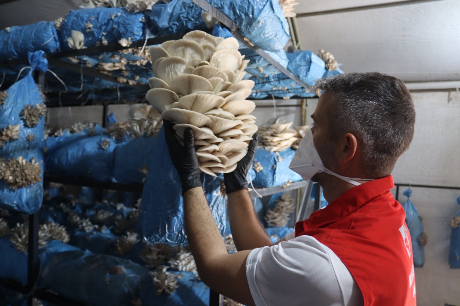 İzmit Belediyesi İstiridye Mantarı Üretimiyle Vatandaşa Destek Oluyor