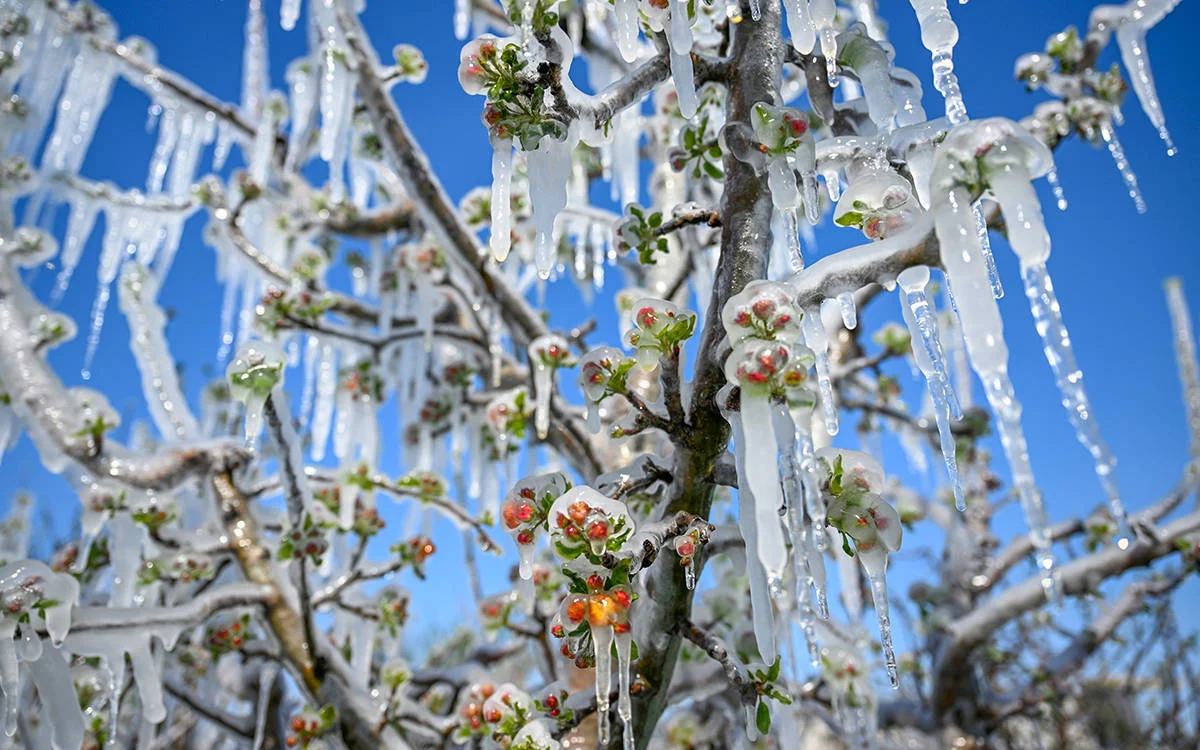Meteorolojiden Zirai Don Uyarısı!